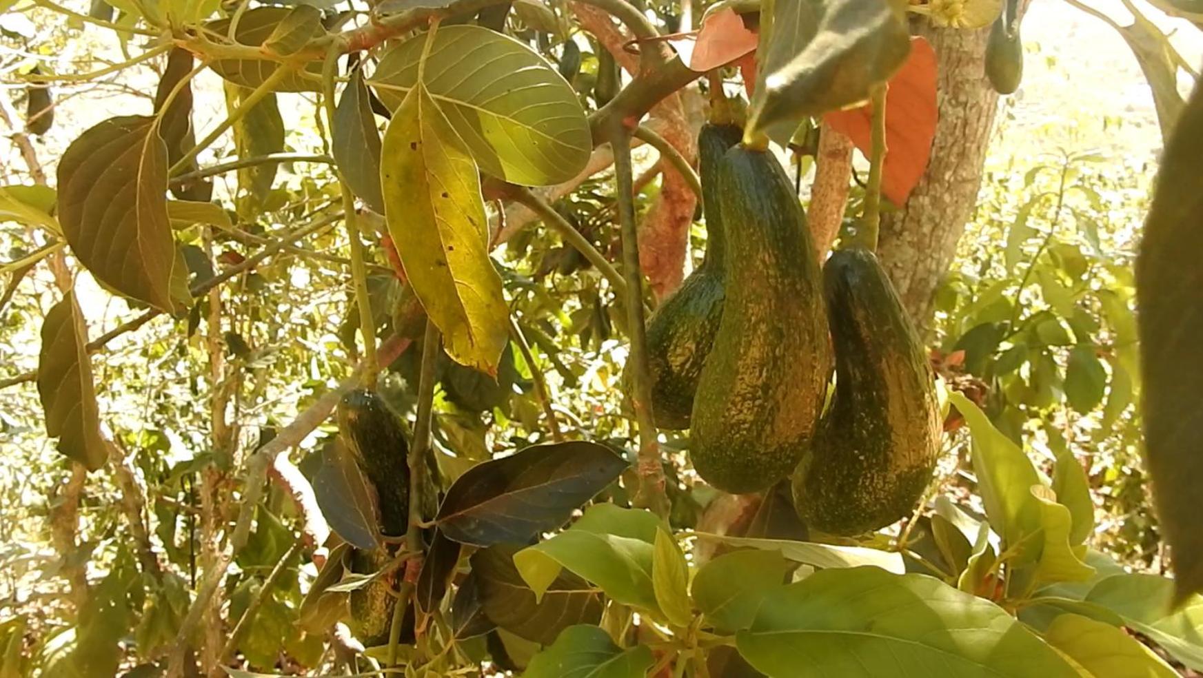 Farm Co Chu Tuan Ha Bed and Breakfast Νταλάτ Εξωτερικό φωτογραφία