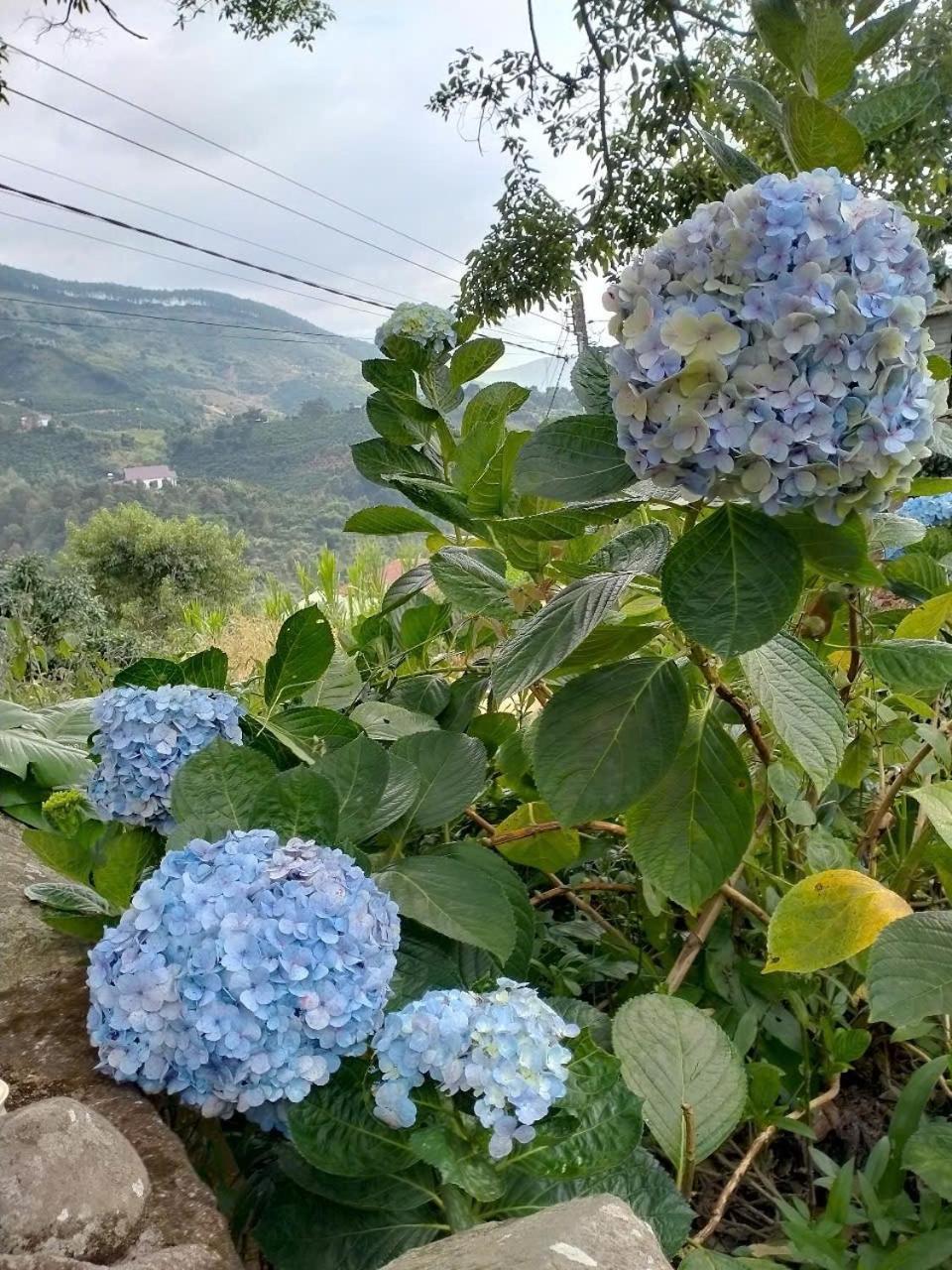 Farm Co Chu Tuan Ha Bed and Breakfast Νταλάτ Εξωτερικό φωτογραφία