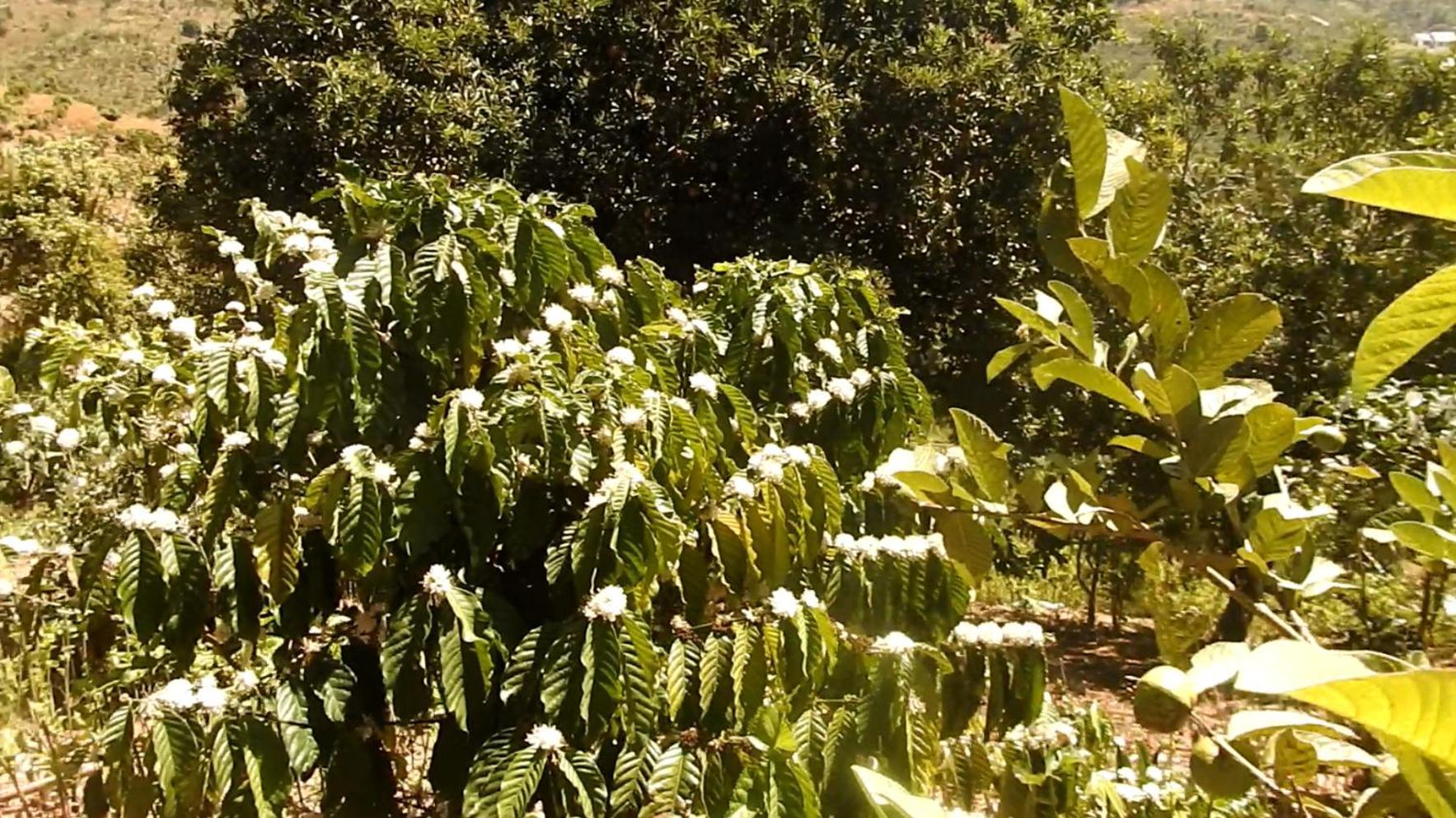 Farm Co Chu Tuan Ha Bed and Breakfast Νταλάτ Εξωτερικό φωτογραφία